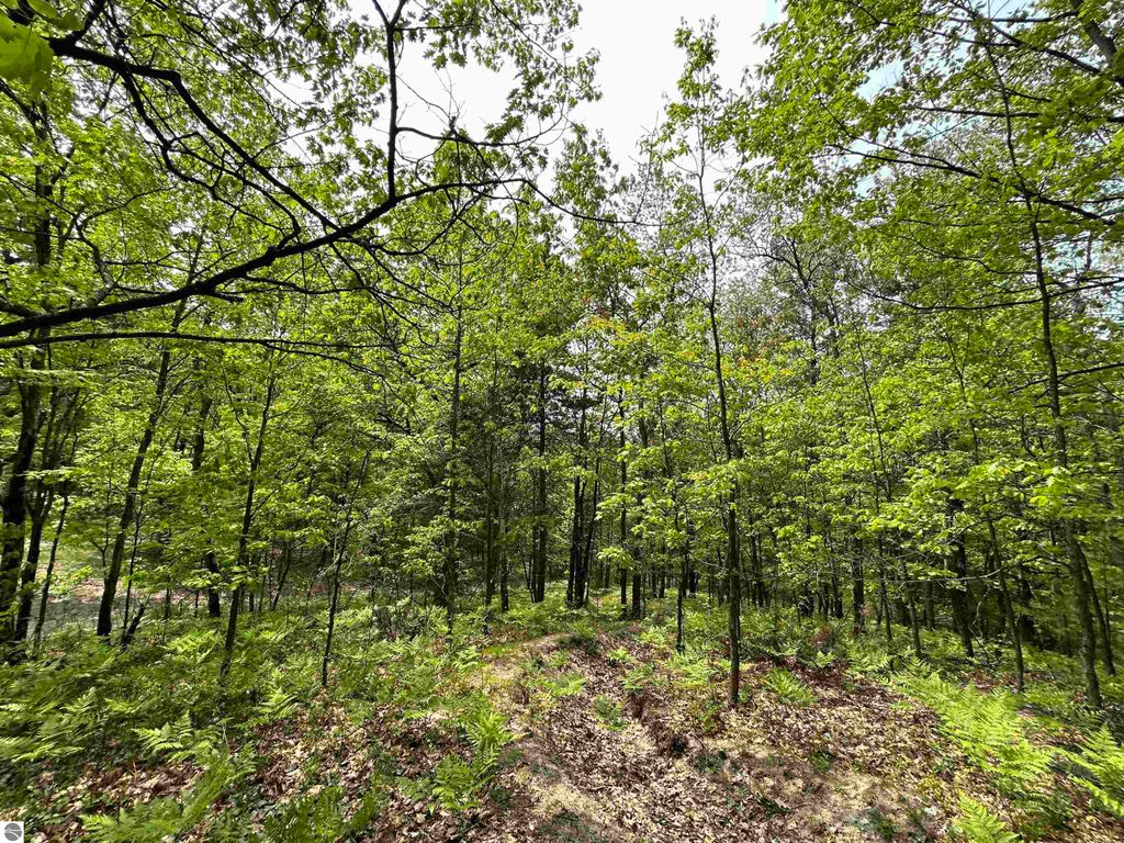 Wooded landscape featuring lush green trees and ferns, highlighting the natural beauty surrounding the 1.6-acre property at 3423 Holiday Ridge Road, Traverse City, MI, ideal for outdoor enthusiasts.