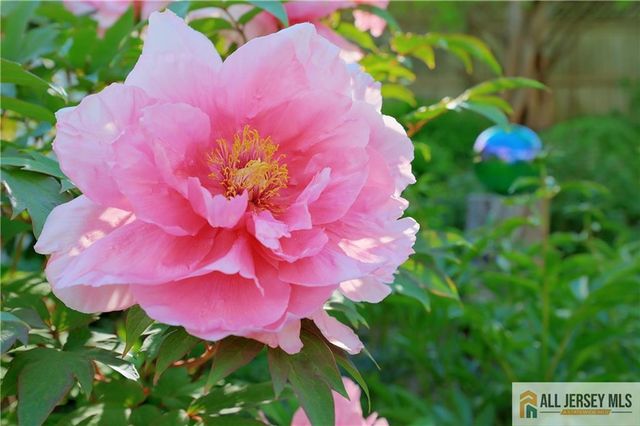 25 Voorhees Place, Metuchen, NJ 08840