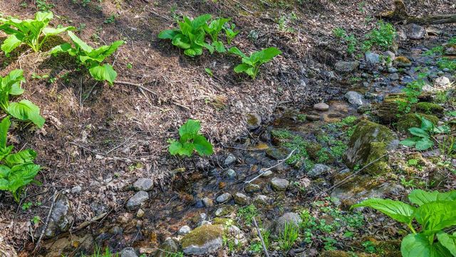 E3192 APPLE TREE LANE, Waupaca, WI 54981