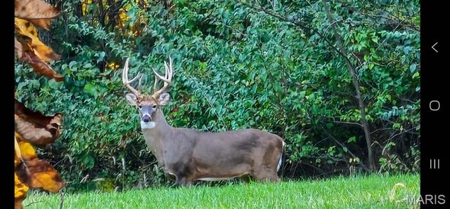 3530 Swaying Oaks Lane, O'fallon, MO 63385