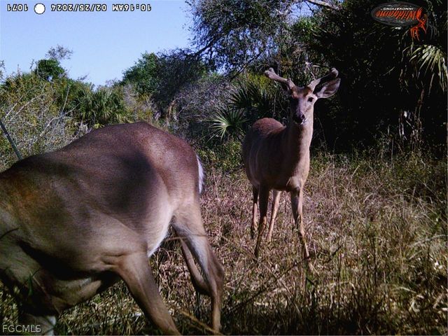 49337 Bermont RD, Punta Gorda, FL 33982