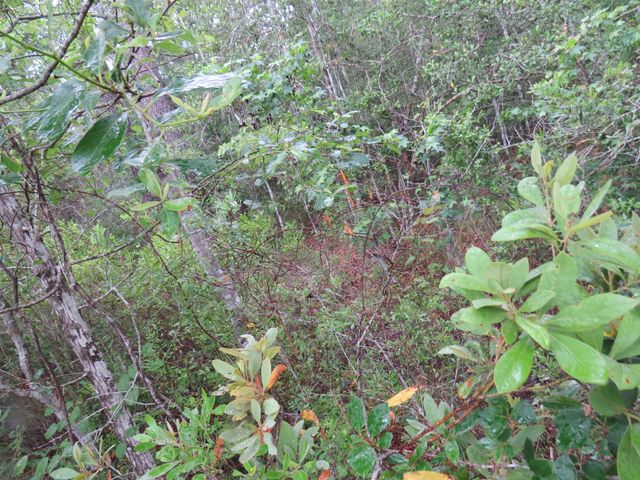T.B.D. Finnell Rd., Little River, SC 29566