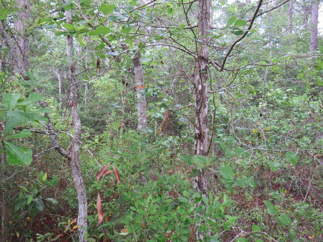 T.B.D. Finnell Rd., Little River, SC 29566