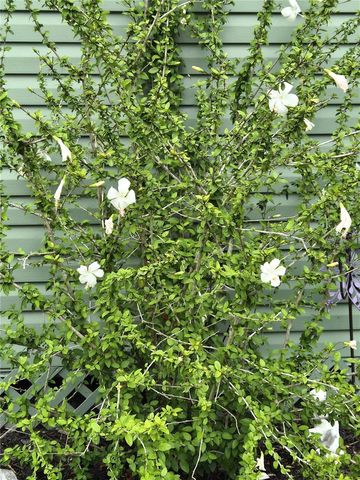 15322 LIME DRIVE, Punta Gorda, FL 33955