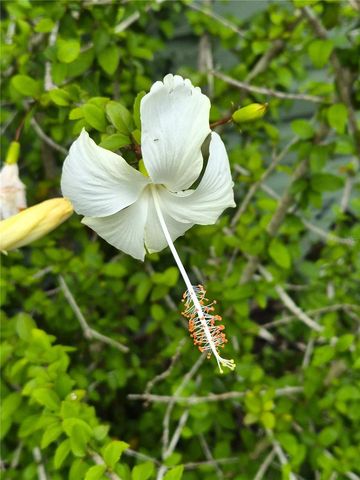 15322 LIME DRIVE, Punta Gorda, FL 33955