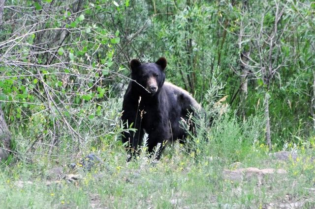 33822 Fisher Peak Pkwy, Trinidad, CO 81082