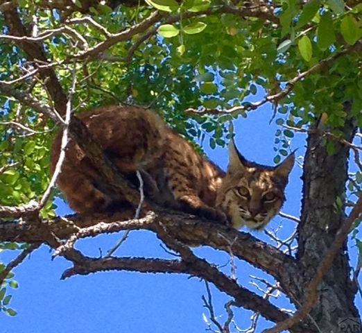 33822 Fisher Peak Pkwy, Trinidad, CO 81082