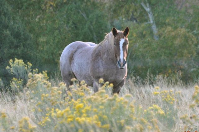 33822 Fisher Peak Pkwy, Trinidad, CO 81082