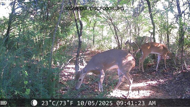 1106 Ellard Drive, Hickory Creek, TX 75065