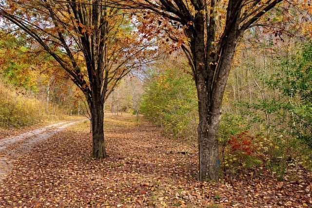 1135 Mink Branch Rd, Waynesboro, TN 38485