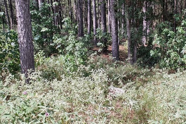 107 Henry Stuart Court, Huntsville, TX 77340