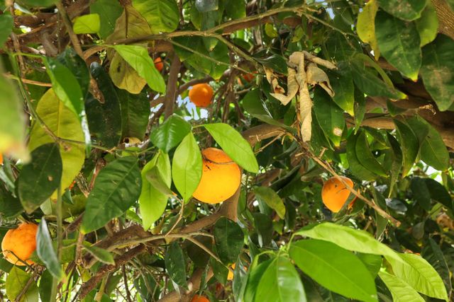 3355 Clement Ave, Stockton, CA 95204