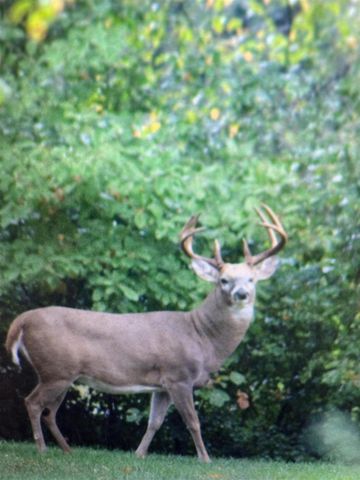 3041 Elk Antler Avenue, Plainwell, MI 49080