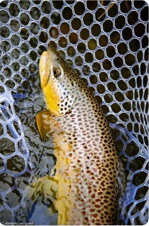 8 West Fork Road, Nye, MT 59061 photo 44