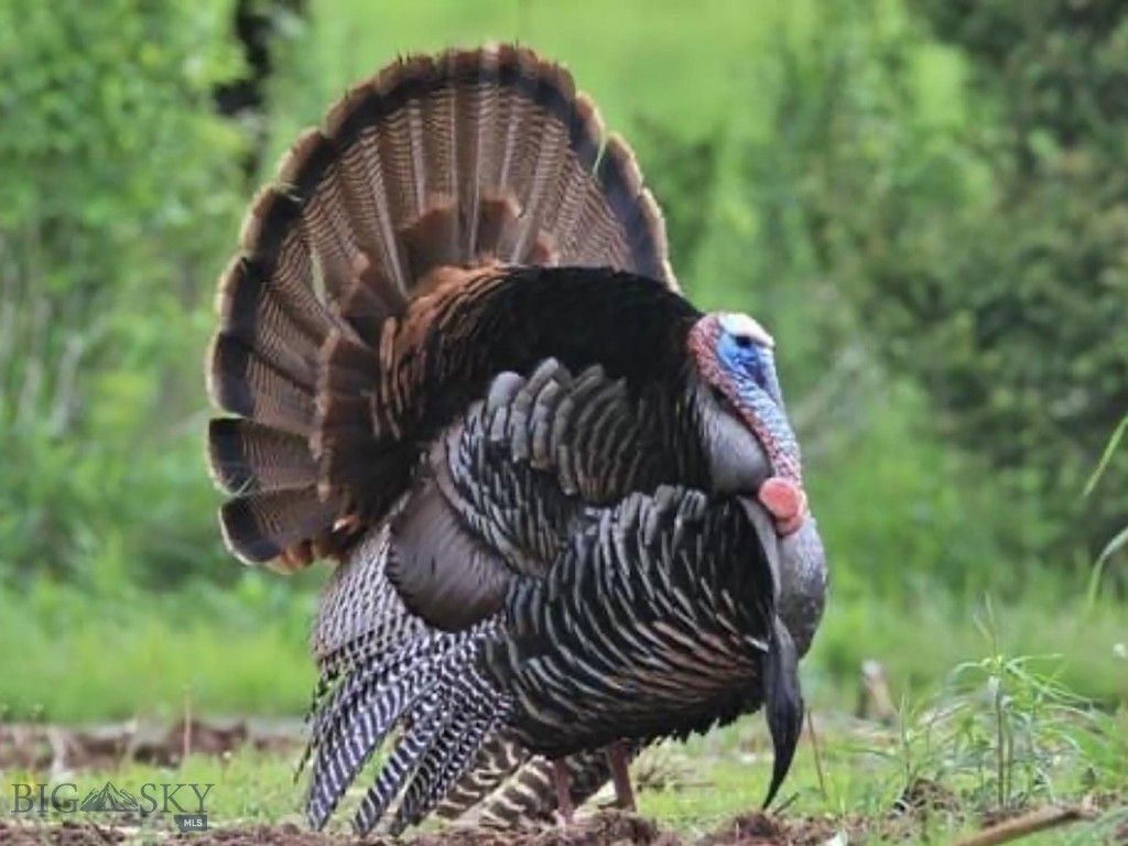 8 West Fork Road, Nye, MT 59061 photo 46