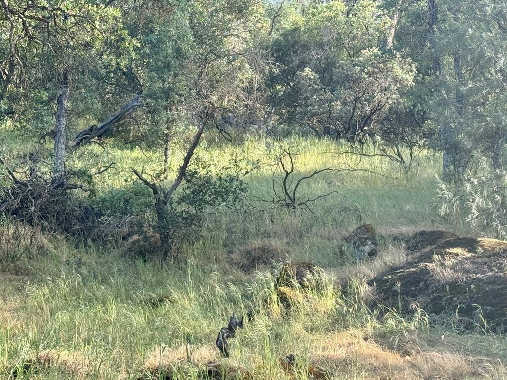 Image 1 of property listing at 1 Road 400, Coarsegold, CA 93614