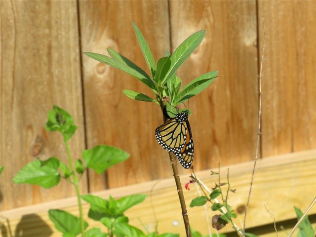 1212 Bob White Drive, Friendswood, TX 77546