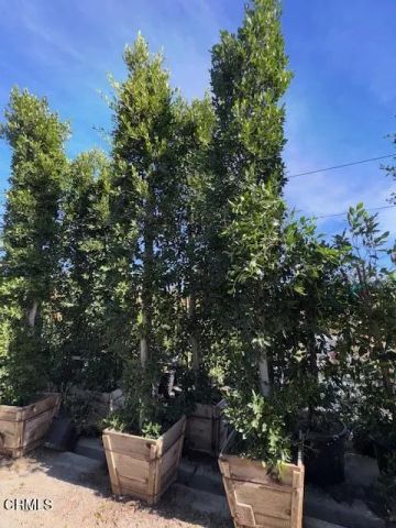 2245 California Avenue, Fillmore, CA 93015