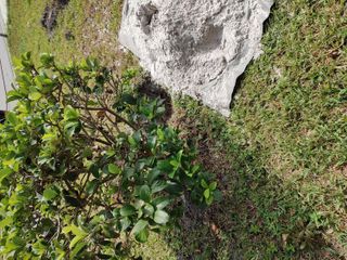 846 Virginia Street, Cocoa, FL 32927