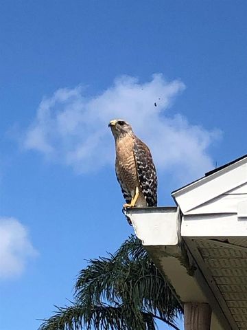 3623 GOLDEN EAGLE DRIVE, Land O Lakes, FL 34639