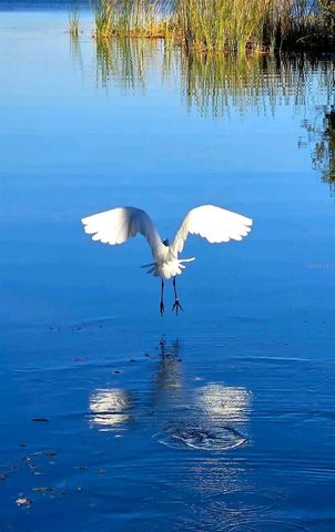 2599 DOLLY BAY DRIVE 306, Palm Harbor, FL 34684