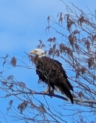 2599 DOLLY BAY DRIVE 306, Palm Harbor, FL 34684