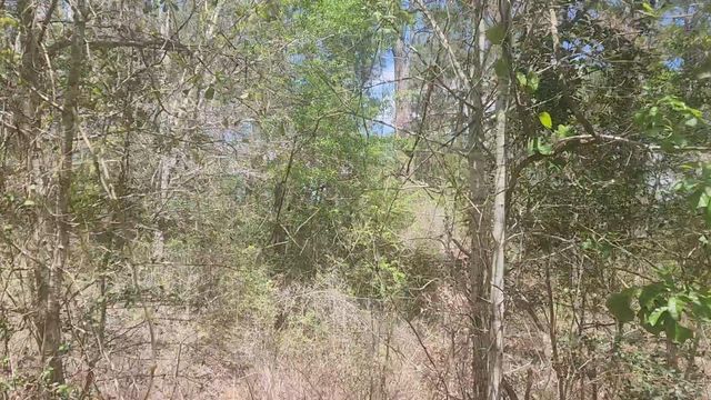 Lot 8 Yupon Lane, Plantersville, TX 77363