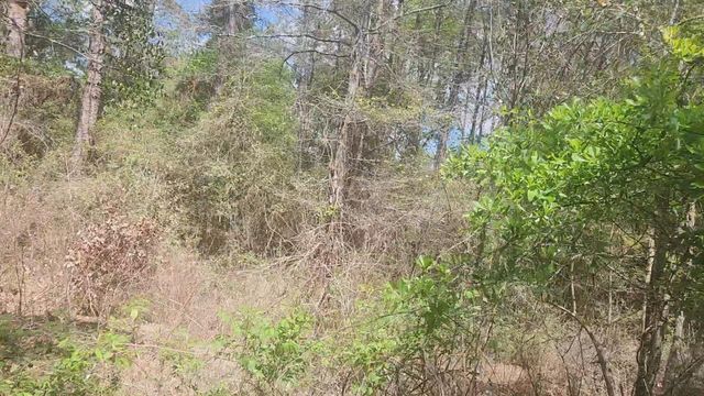 Lot 8 Yupon Lane, Plantersville, TX 77363