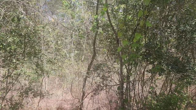 Lot 8 Yupon Lane, Plantersville, TX 77363