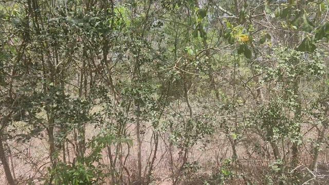 Lot 8 Yupon Lane, Plantersville, TX 77363