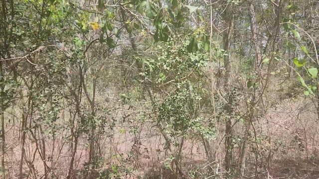 Lot 8 Yupon Lane, Plantersville, TX 77363