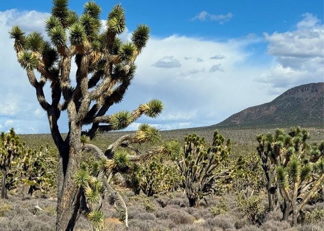 0 Bonview Dr, Meadview, AZ 86444