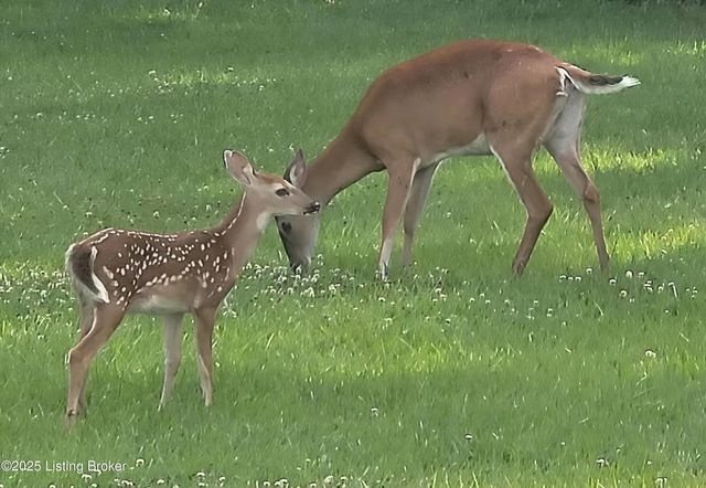 14010 Echo Hill Trail, Louisville, KY 40299