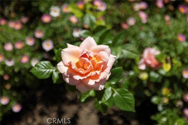 11192 Brunswick, Santa Ana, CA 92705