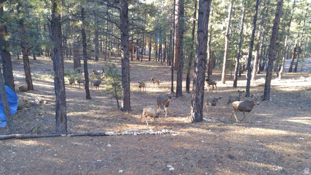 Image 42 of property listing at 1250 N PIUTE DR, Kanab, UT 84741