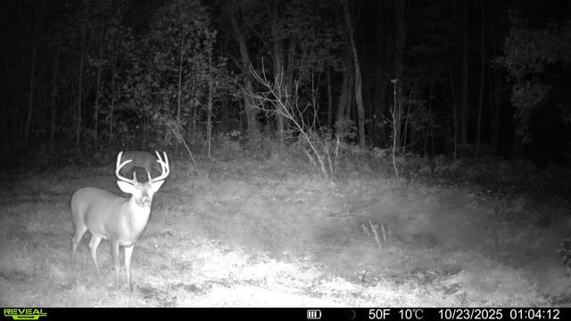 13774 Shaftsburg Road, Perry, MI 48872