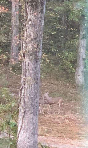 510 Good Spur Road, Shirley, AR 72153