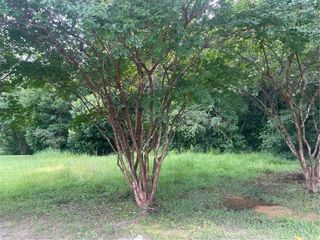 6617 Sweetbay Court, Mobile, AL 36618