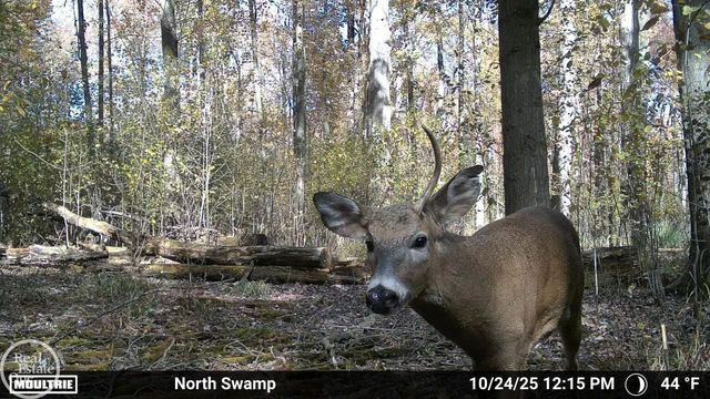 7920 Marsh Road, Cottrellville, MI 48039