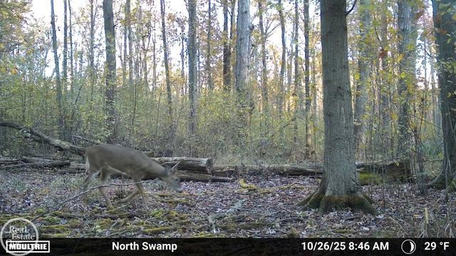 7920 Marsh Road, Cottrellville, MI 48039