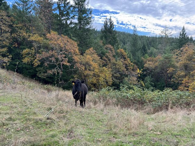 170 Justice Road, Zenia, CA 95595