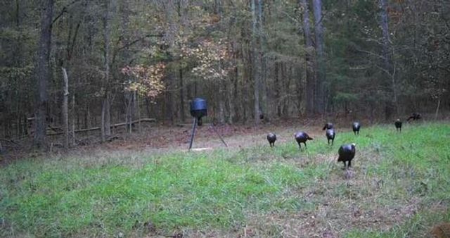 Lot 4 Saggus Road, Washington, GA 30673