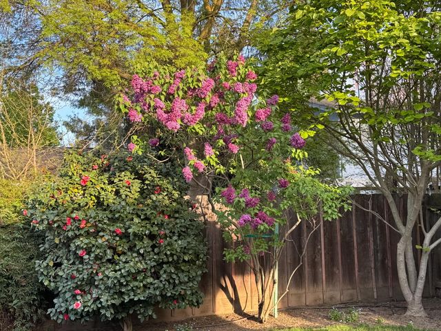 3600 Coye Oak Dr, Modesto, CA 95355