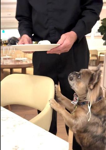 3100 N Ocean Drive H-1508 & H-1509, Singer Island, FL 33404