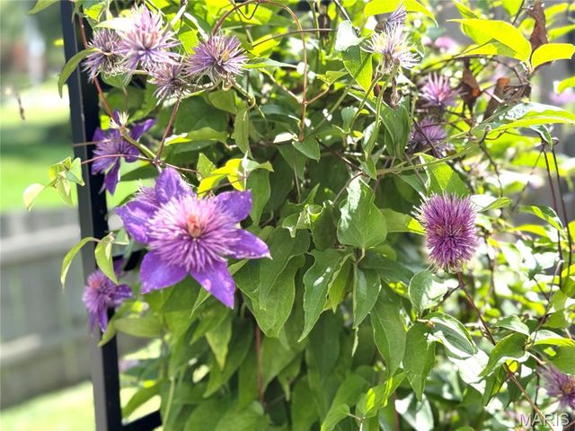 10918 Fallowfield Drive, Lebanon, IL 62254