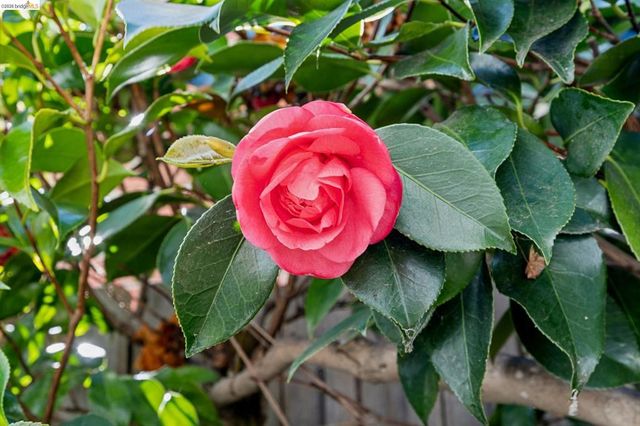 1193 Glen Dr., San Leandro, CA 94577