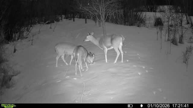 16921 Vickers Street NE, Andover, MN 55304