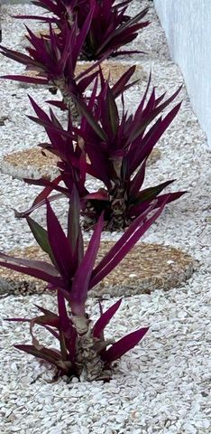 514 PALM AVENUE, Nokomis, FL 34275