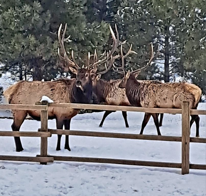 5 Alpine Valley Lane, Clancy, MT 59634