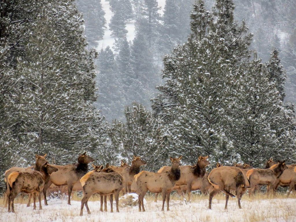 5 Alpine Valley Lane, Clancy, MT 59634 photo 114